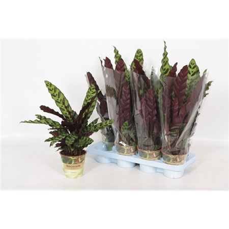 Calathea Insignis Russia-decorum