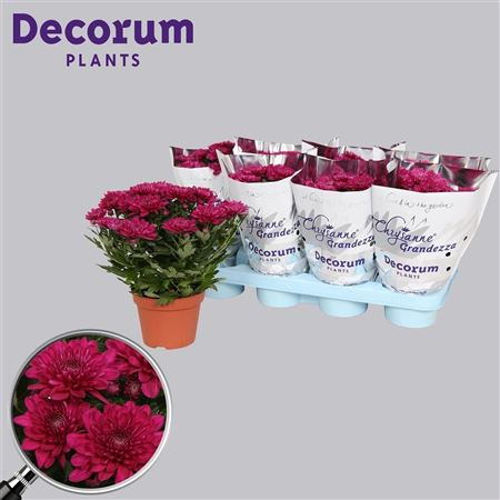 Chrysanth Grandessa Purple