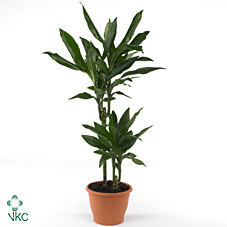 Dracaena Janet Lind Vertakt