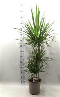 Dracaena Marginata 3pp 30/190