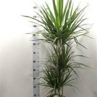 Dracaena Marginata 3pp 30/190 - unnamed (1)
