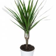 Dracaena Marginata 3pp 30/190 - thumb_450_Dracaena_Marg_enkele_Stam_12