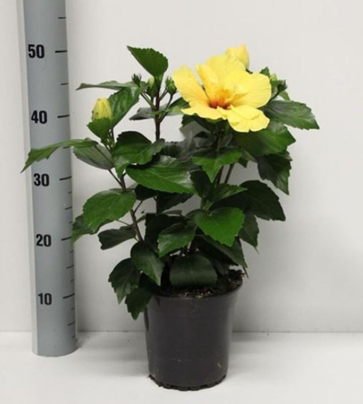 Hibiscus Koenig 13/30