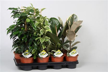 Fic Basis Mix 3-4 Srt (grower) 14/40