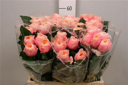 Rose Vuvuzela 50 sm