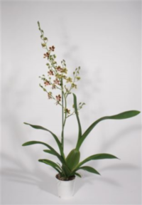 Oncidium 1 Tak Sharry Baby (decorum)