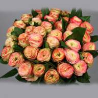 Rose Latin Pompon 35 sm - Картинка