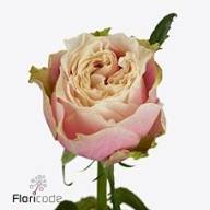 Rose Latin Pompon 35 sm - Rose-Helen-of-Troy-70cm