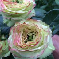 Rose Latin Pompon 35 sm - b11da153cd6d72c74fcde6380c77fab8