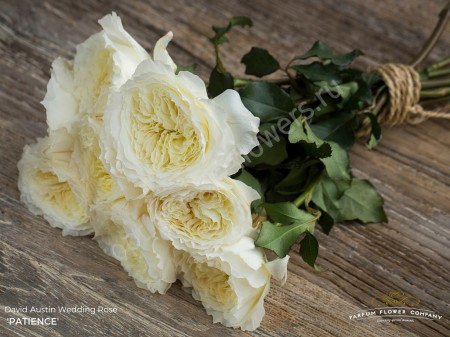 Rose Austin Patience 50 sm
