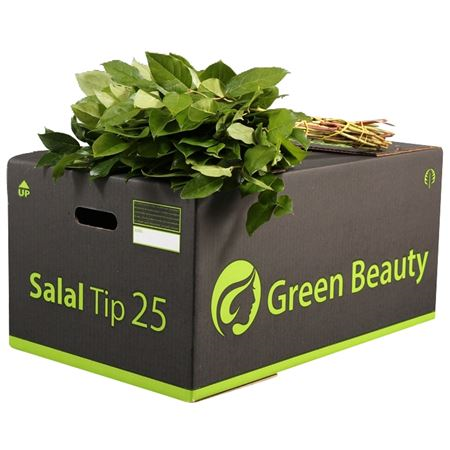 Salal Tip Green Beauty