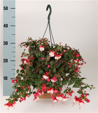 Fuchsia Hangplant 23/45