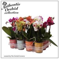 Phal 2 Authentic Multi Mix 9/35 - IMG-20231207-WA0000