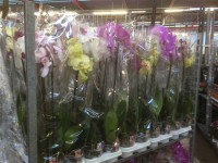 Phal 2 Authentic Multi Mix 9/35