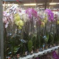 Phal 2 Authentic Multi Mix 9/35 - B112909_0015055076_H_1