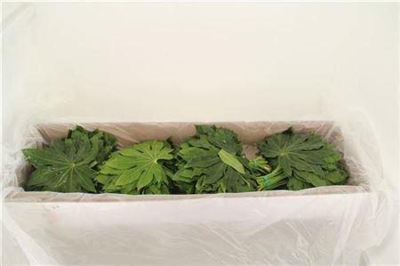 Fatsia Japonica Blad