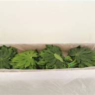 Fatsia Japonica Blad - X12259_H_1
