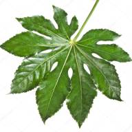 Fatsia Japonica Blad - depositphotos_25341323-stock-photo-leaf-fatsia-japonica