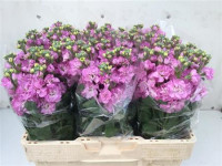 Matthiola Iron Purple X10