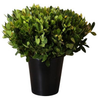 Ilex VERT Stuk