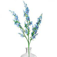 Genista Light Blue 250 gr