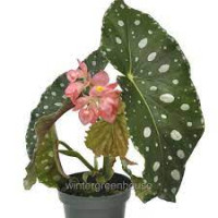 Begonia Du Reina (Decorum) 12/32