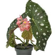 Begonia Du Reina (Decorum) 12/32