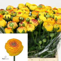 Ranunculus Grand Pastel