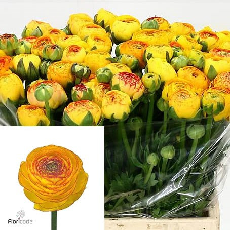 Ranunculus Grand Pastel