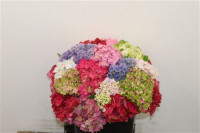Hydr S MIX 40 cm X10
