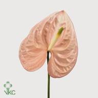 Anthurium S Cheers X - A13023_H_1