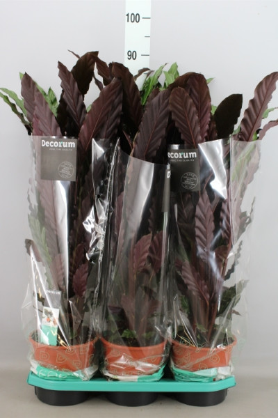 Calathea Ruf Wavestar 14/60