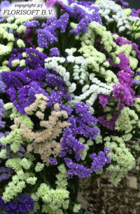 Limonium White Diamon