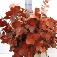 Eucalipt Cinerea Assortiment Red It 300 gr