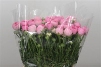 Ranunculus Amandine Pink Holland