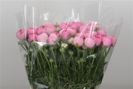 Ranunculus Amandine Pink Holland