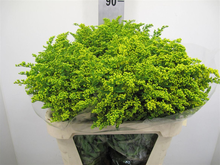 Solidago Golden Glory 80 sm