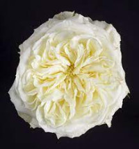 Mayras White 50 sm Ecuador