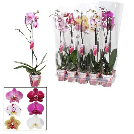 Phal 1-tak Scenza Mix 12/55-70 sm