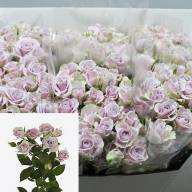 Spray Silva Pink 60 sm - Spray Silver Pink 40 sm