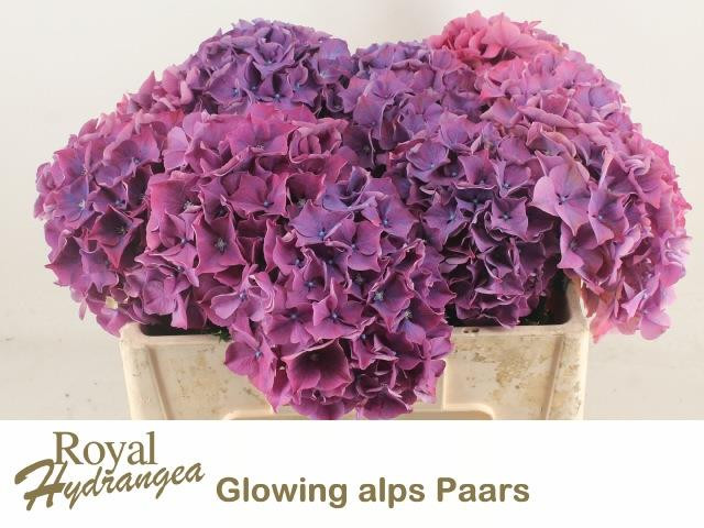 Hydr S Glowing Alps Pa X5 -60cm
