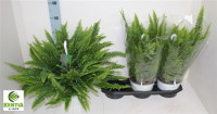 Nephrolepis Extra Sonata 19/60