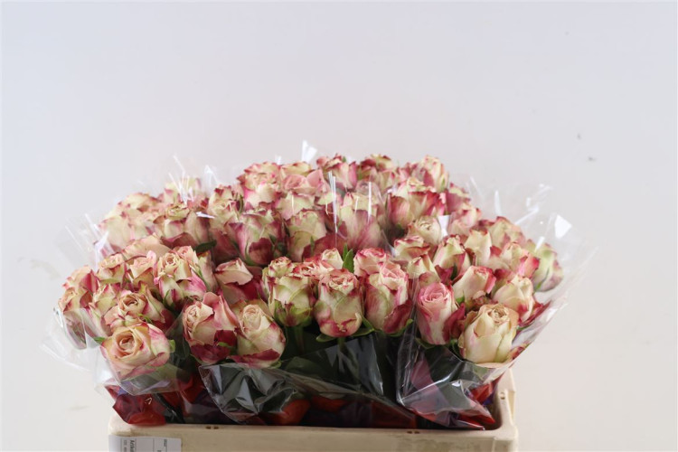 Rose Upper Secret 50 sm