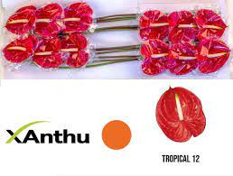 Anthurium S Snowy X15