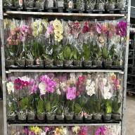 Phal A2 1-tak Bernhard Mix 12/70 - IMG-20240710-WA0005