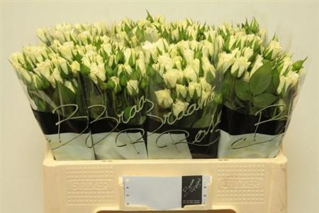 Spray Viviane 60 sm