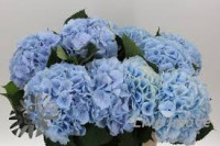Hydr S Verena Blue 65 cm X5