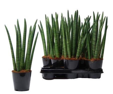 Sanseveria Cylindrica +ker 508/30