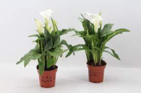 Zantedeschia Paco 11/30