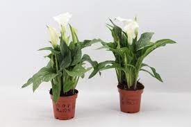Zantedeschia Paco 11/30